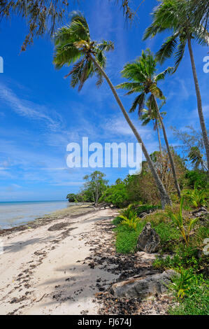 Kokospalme (Cocos Nucifera), palm Beach von Neu-Kaledonien, Neu-Kaledonien, Ile des Pins Stockfoto