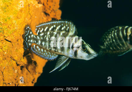 Kongo-schwarze Perle, Pearly Lamprologus (Altolamprologus Calvus, Neolamprologus Calvus, Lamprologus Calvus), Schwimmen Stockfoto