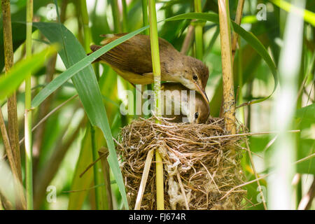 Rohrsänger (Acrocephalus Scirpaceus), Reed Grasmücken betrachten des junge Kuckucks im Nest, Oberbayern, Oberbayern, Bayern, Deutschland Stockfoto