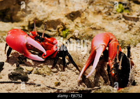 Fiedlerkrabbe (Ocypodidae), Fiddler Crabs in den Mangroven von Neu-Kaledonien, Neu-Kaledonien, Ile des Pins Stockfoto