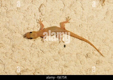 Asiatische Blatt-toed Gecko, asiatische Haus Gecko, Cheechak (Hemidactylus brookii) Haus Gecko an einer Wand, Draufsicht, Neu-Kaledonien, Ile des Pins Stockfoto