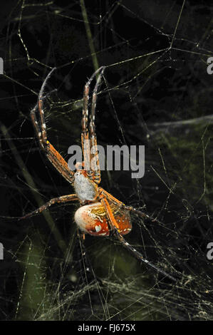 Seidenspinne, Einsiedler Spinne (Nephilengys spec.), in einem Spinnennetz, Neu-Kaledonien, Ile des Pins Stockfoto