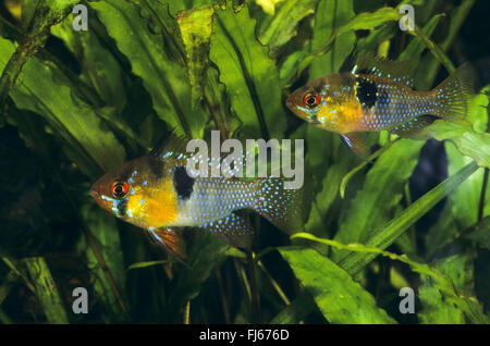 RAM Cichlid, blauen Ram, deutsche blaue Ram, asiatische Ram, Schmetterlings-Buntbarsch, Ramirez Zwerg Buntbarsche, Zwerg Schmetterlings Buntbarsch (Mikrogeophagus Geophagus, Microgeophagus Geophagus, Papiliochromis Geophagus, Apistogramma Geophagus, Pseudogeophagus Geophagus, Pseudoapistogramma Geophagus), Schwimmen Stockfoto