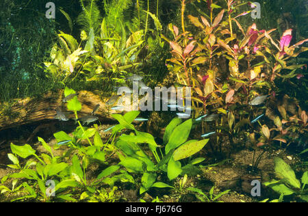 Odontostilbe (Odontostilbe Piaba, Chirodon Piaba, Serrapinnus Piaba), mit grün Neon Tetra Paracheirodon Simulans, in ein tropisches aquarium Stockfoto