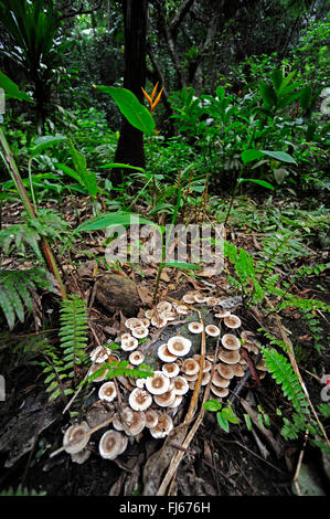 Pilze auf Totholz im Regenwald, Neu-Kaledonien, Ile des Pins Stockfoto