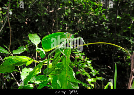 Bush Cricket (Stilpnochlora vgl. Couloniana), sitzt auf einem Blättern in den tropischen Regenwald, Neu-Kaledonien, Ile des Pins Stockfoto