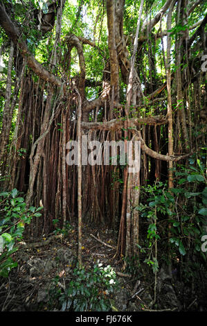 Banyan (Ficus Feige), Luftwurzeln, Neu-Kaledonien, Ile des Pins Stockfoto