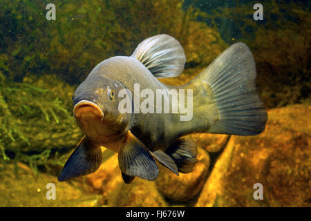 Schleie (Tinca Tinca), Schwimmen, Schleien, Unterwasser Foto, Deutschland Stockfoto