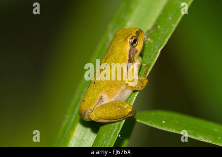 Europäische Treefrog, gemeinsame Treefrog, zentralen europäischen Treefrog (Hyla Arborea), Juvenile, nach dem Ende der Metamorphose, Deutschland, Bayern, Isental Stockfoto