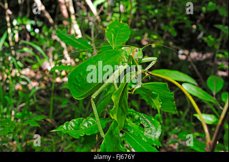 Bush Cricket (Stilpnochlora vgl. Couloniana), sitzt auf einem Blättern in den tropischen Regenwald, Neu-Kaledonien, Ile des Pins Stockfoto