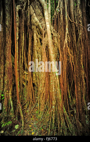 Banyan (Ficus Feige), Luftwurzeln, Neu-Kaledonien, Ile des Pins Stockfoto