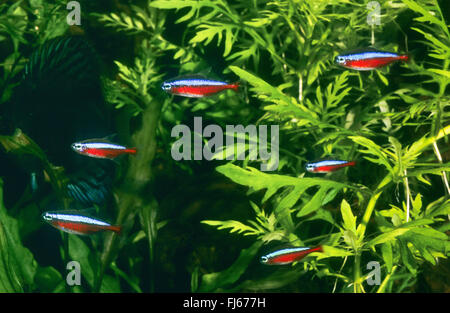 Kardinal Tetra (Paracheirodon Axelrodi, Cheirodon Axelrodi, Hyphessobrycon Cardinalis), Schule Stockfoto