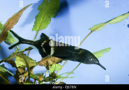 Peter Wurm-jawed-Mormyrid, Peter Elefant Nase, Elephantnose Fisch, Longnosed Elefantenfische (Gnathonemus Petersii, Gnathonemus Brevicaudatus, Mormyrus Petersii), Schwimmen Stockfoto