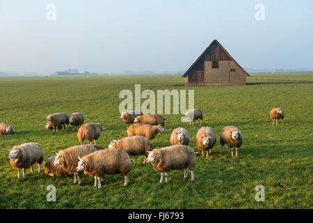 Hausschaf (Ovis Ammon F. Aries), Herde der Schafe auf einer Weide, Stall im Hintergrund, Niederlande, Texel Stockfoto