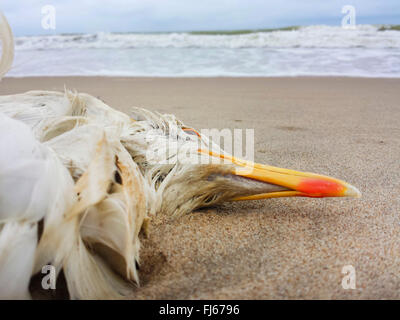 Silbermöwe (Larus Argentatus), tot auf dem Strand, Niederlande, Nordwijk Möve Stockfoto
