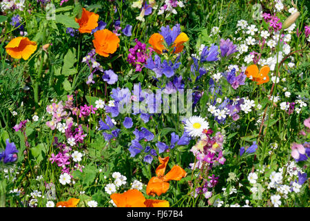 Kalifornischer Mohn, kalifornische Mohn, Gold Mohn (Eschscholzia Californica), bunten Sommerwiese mit Blueweed und Kalifornischer Mohn, Deutschland, Schleswig-Holstein Stockfoto