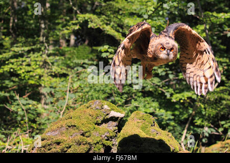 nördlichen Uhu (Bubo Bubo), während des Fluges im Wald, Deutschland Stockfoto