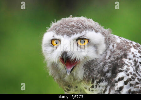 Schnee-Eule (Bubo Scandiacus, Strix Scandiaca, Nyctea Scandiaca), portrait Stockfoto