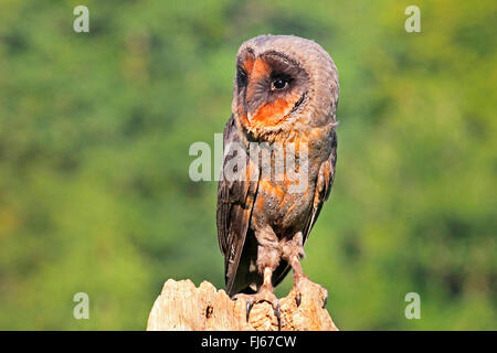 Sao Tome-Schleiereule (Tyto Thomensis, Tyto Alba Thomensis), sitzt auf einem Baum Haken Stockfoto