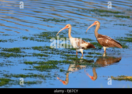 weißer Ibis (Eudocimus Albus), zwei Jugendliche im flachen Wasser, USA, Florida Stockfoto