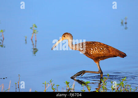 Limpkin (Aramus Guarauna), auf das Futter im flachen Wasser, USA, Florida Stockfoto