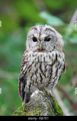 Eurasische Waldkauz (Strix Aluco), sitzt auf einem Stein, Deutschland Stockfoto