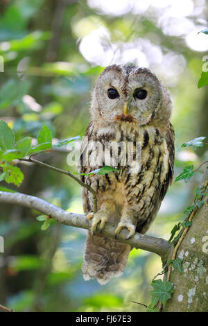 Eurasische Waldkauz (Strix Aluco), sitzt auf einem Ast, Deutschland Stockfoto