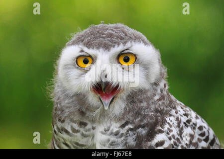 Schnee-Eule (Bubo Scandiacus, Strix Scandiaca, Nyctea Scandiaca), portrait Stockfoto