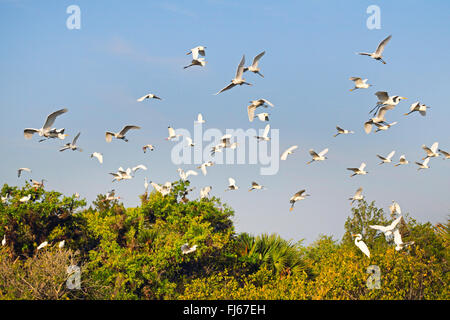 Snowy Silberreiher (Egretta unaufger), fliegende Truppe, USA, Florida, Merritt Island Stockfoto