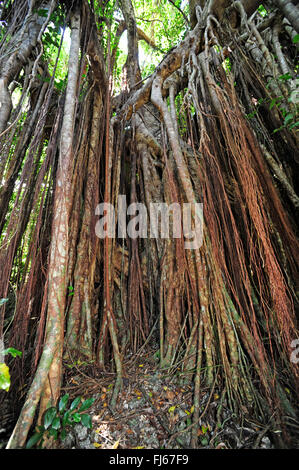 Banyan (Ficus Feige), Luftwurzeln, Neu-Kaledonien, Ile des Pins Stockfoto