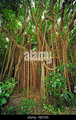 Banyan (Ficus Feige), Luftwurzeln, Neu-Kaledonien, Ile des Pins Stockfoto