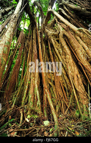 Banyan (Ficus Feige), Luftwurzeln, Neu-Kaledonien, Ile des Pins Stockfoto