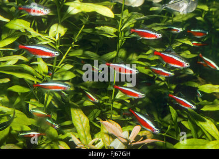 Kardinal Tetra (Paracheirodon Axelrodi, Cheirodon Axelrodi, Hyphessobrycon Cardinalis), Schule Stockfoto