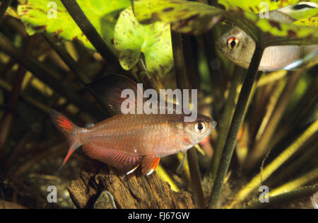Rosy Tetra, reich verzierten Tetra (Hyphessobrycon Bentosi), Schwimmen Stockfoto