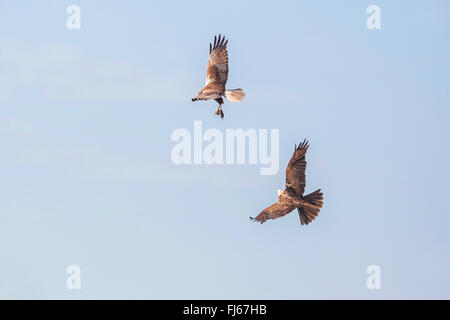 Western-Rohrweihe (Circus Aeruginosus), männliche präsentiert dem Weibchen die Beute im Flug, Oberbayern, Oberbayern, Bayern, Deutschland Stockfoto