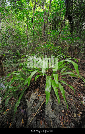 Unterholz besteht aus Farnen im Regenwald, Neu-Kaledonien, Ile des Pins Stockfoto