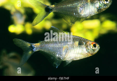 Leuchtfeuer, Leuchtfeuer Tetra, Kopf und Rücklicht Tetra (Hemigrammus Ocellifer), Fisch, zwei Leuchtfeuer Fische Stockfoto