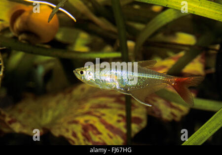 Glas fondorianischen, Redfin Glas-Tetra (Prionobrama Filigera), Schwimmen Stockfoto