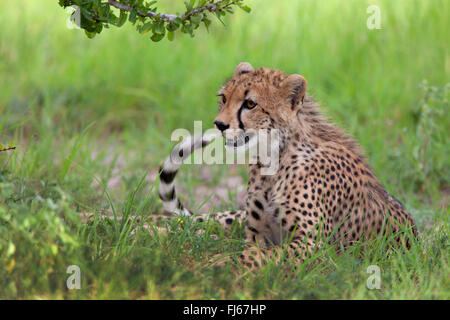 Gepard (Acinonyx Jubatus), liegen im Rasen, Tansania, Ruaha Nationalpark Stockfoto