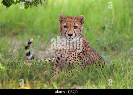 Gepard (Acinonyx Jubatus), liegen im Rasen, Tansania, Ruaha Nationalpark Stockfoto