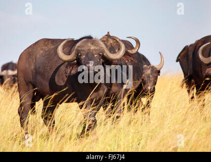 Afrikanischer Büffel (Syncerus Caffer), Herde in Savanne, Kenia, Masai Mara Nationalpark Stockfoto