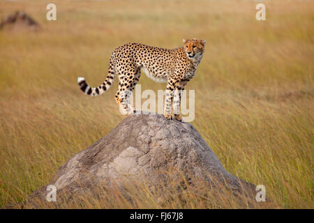 Gepard (Acinonyx Jubatus), steht auf einem Termitenhügel, Kenia, Masai Mara Nationalpark Stockfoto