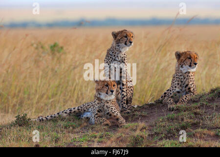 Gepard (Acinonyx Jubatus), drei Geparden auf der Suche in Savanne, Kenia, Masai Mara Nationalpark Stockfoto