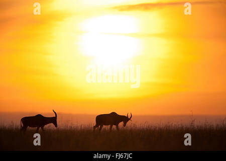 Topi, Tsessebi, Korrigum, Kudus (Damaliscus Lunatus Jimela), Silhouetten von zwei Konferenz bei Sonnenuntergang, Kenia, Masai Mara Nationalpark Stockfoto