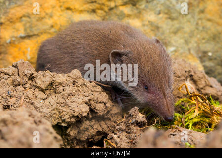Größere weiße gezahnten Spitzmaus (Crocidura ubling), am Boden, Seitenansicht, Deutschland, Nordrhein-Westfalen Stockfoto