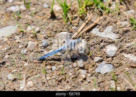 südlichen europäischen Skimmer (Orthetrum Brunneum), männliche ruht auf dem Boden, Deutschland, Bayern Stockfoto