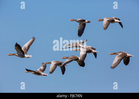 Graugans (Anser Anser), fliegen Herde, Deutschland, Bayern Stockfoto