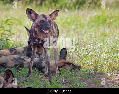 Afrikanischer Wildhund, afrikanische Jagdhund, Jagd Hund, Hund, Painted Wolf, Painted Jagdhund, gefleckte Hund, reich verzierten Wolf (LYKAON Pictus), malte packen, Cape, Südafrika, Krüger Nationalpark Stockfoto