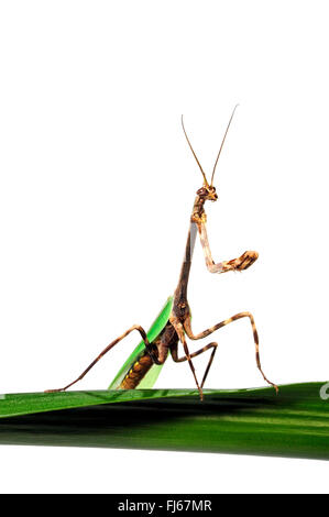 Texas-Einhorn-Mantis (Phyllovates Chlorophaena), Texas Einhorn Mantis auf einem Blatt Stockfoto