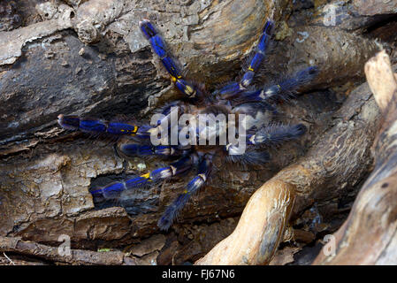 Gooty Saphir Zierbaum Spinne, Gooty Saphir, Gooty Vogelspinne, metallische Vogelspinne, Pfau Fallschirm Spinne, Pfau-Vogelspinne, Salepurgu (Poecilotheria Metallica), auf einem Ast, Indien Stockfoto